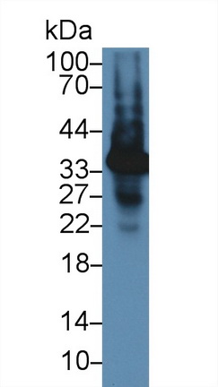 Polyclonal Antibody to Aquaporin 9 (AQP9)