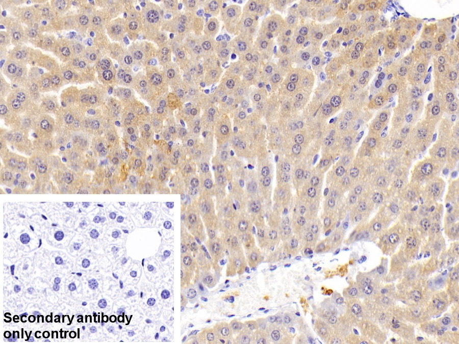 Polyclonal Antibody to Aquaporin 9 (AQP9)