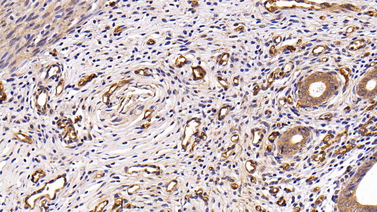 Polyclonal Antibody to Aquaporin 1 (AQP1)