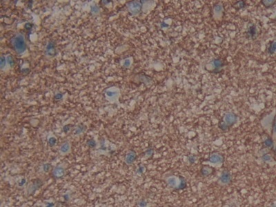 Polyclonal Antibody to Aquaporin 4 (AQP4)