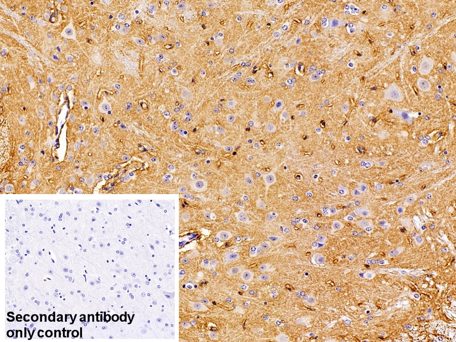 Polyclonal Antibody to Aquaporin 4 (AQP4)