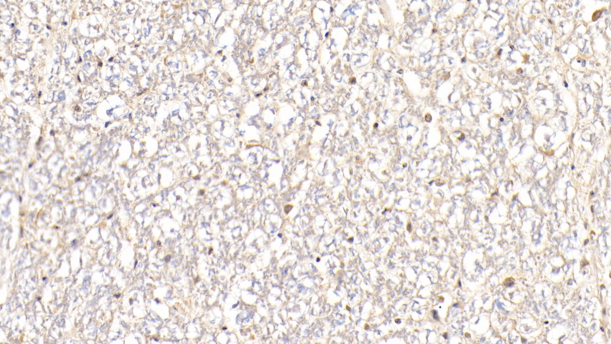 Polyclonal Antibody to Heme Oxygenase 1 (HO1)