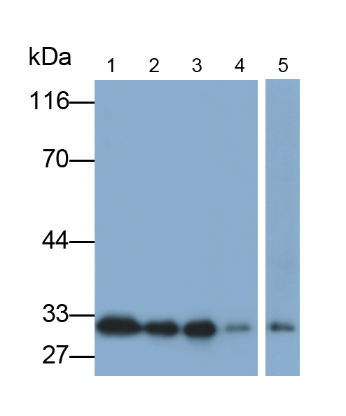 Polyclonal Antibody to Heme Oxygenase 1 (HO1)
