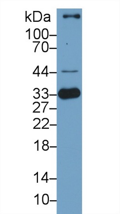 Polyclonal Antibody to Heme Oxygenase 1 (HO1)