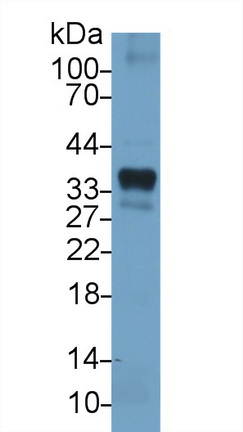 Polyclonal Antibody to Heme Oxygenase 1 (HO1)