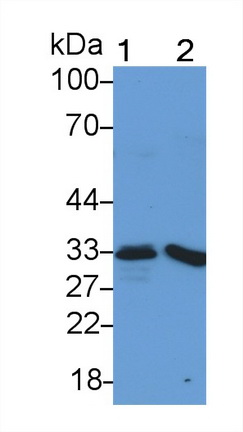 Polyclonal Antibody to Heme Oxygenase 1 (HO1)