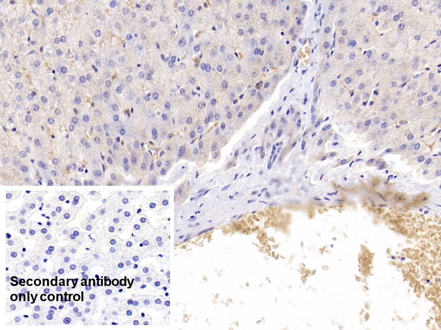 Polyclonal Antibody to Heme Oxygenase 1 (HO1)