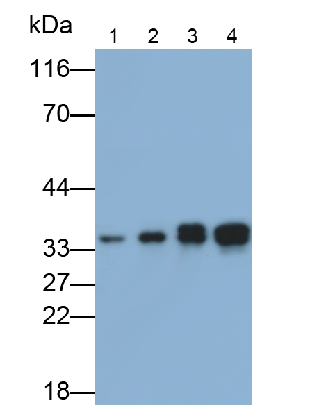 Polyclonal Antibody to Cyclin D1 (CCND1)