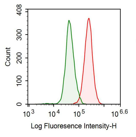 Polyclonal Antibody to Pyruvate kinase isozymes M2 (PKM2)