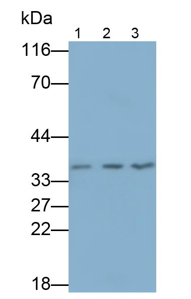 Polyclonal Antibody to Heme Oxygenase 2, Decycling (HO2)
