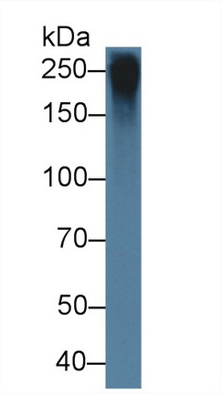 Polyclonal Antibody to Fibrillin 1 (FBN1)