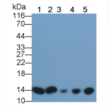 Polyclonal Antibody to Cytochrome C (CYCS)