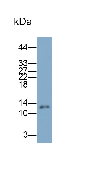 Polyclonal Antibody to Cytochrome C (CYCS)