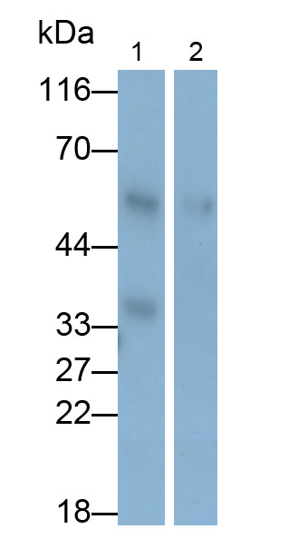 Polyclonal Antibody to Myeloperoxidase (MPO)