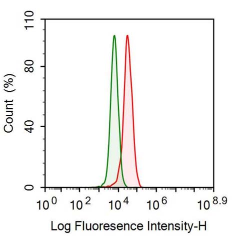 Polyclonal Antibody to Peroxisomal Biogenesis Factor 2 (PEX2)