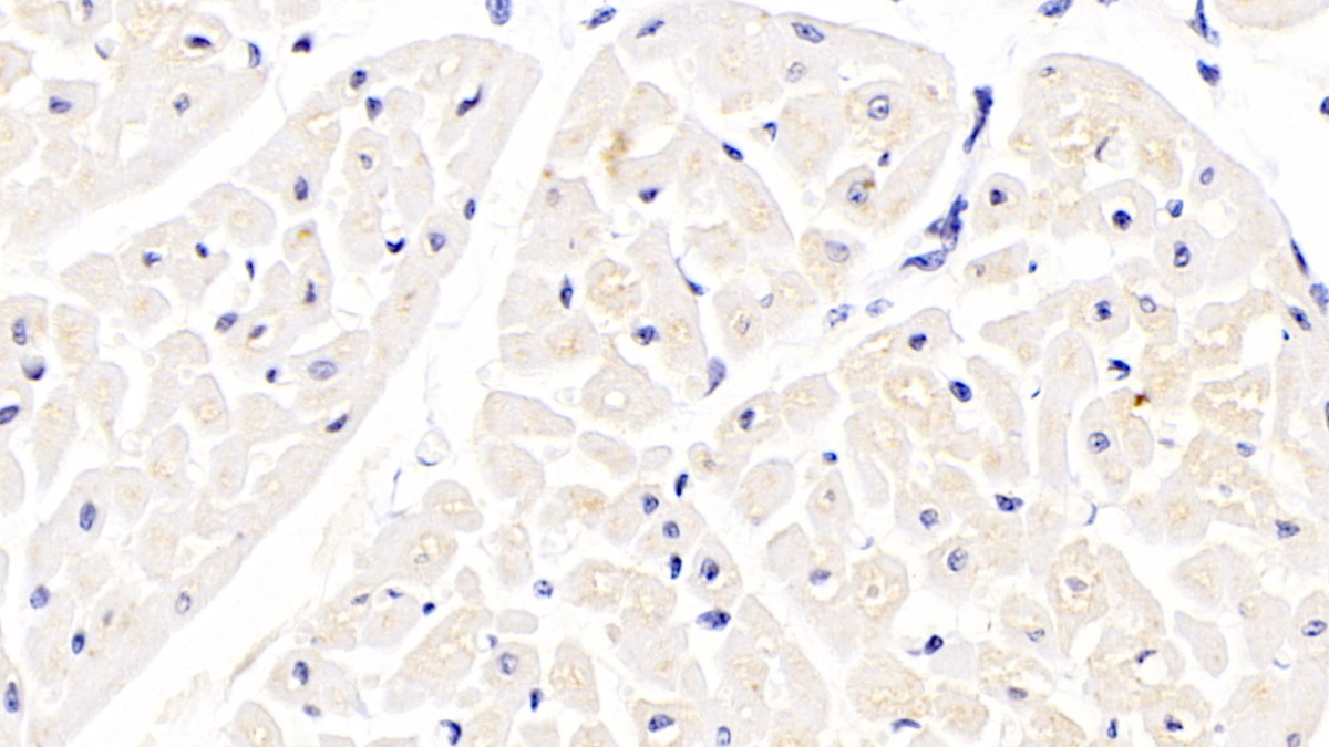 Polyclonal Antibody to Apolipoprotein B100 (APOB100)