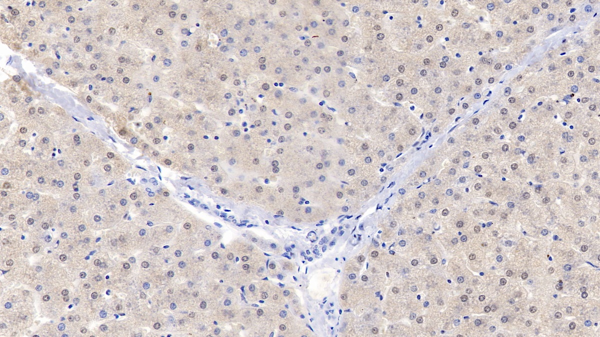 Polyclonal Antibody to Apolipoprotein A2 (APOA2)