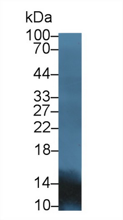 Polyclonal Antibody to Apolipoprotein A2 (APOA2)