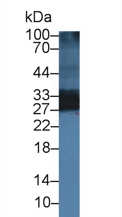 Polyclonal Antibody to Adiponectin (ADPN)