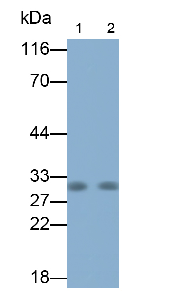 Polyclonal Antibody to Adiponectin (ADPN)