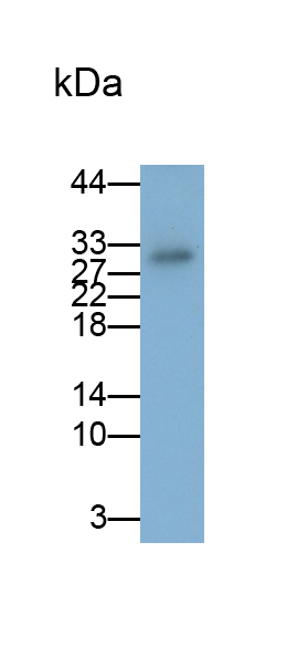 Polyclonal Antibody to Adiponectin (ADPN)