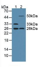 Polyclonal Antibody to Adiponectin (ADPN)