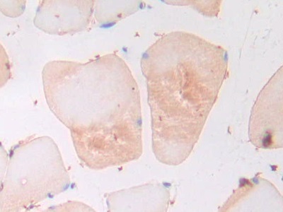 Polyclonal Antibody to Adiponectin (ADPN)