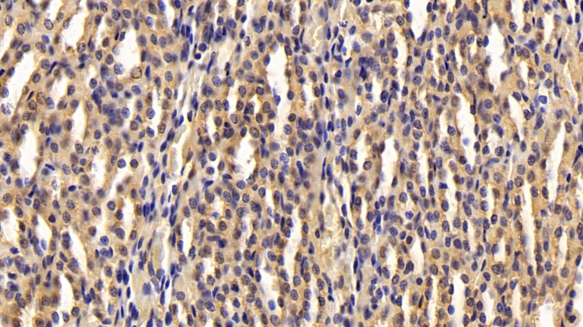 Polyclonal Antibody to Adiponectin (ADPN)