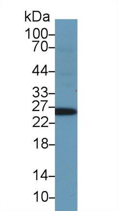 Polyclonal Antibody to Glutathione S Transferase Alpha 1 (GSTa1)