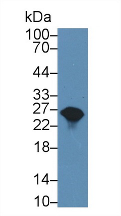 Polyclonal Antibody to Glutathione S Transferase Alpha 1 (GSTa1)