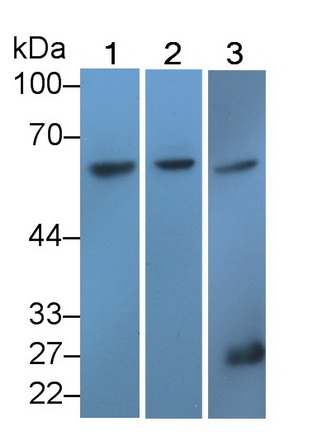 Polyclonal Antibody to Transcription Factor P65 (NFKB3)