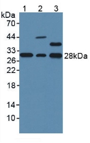 Polyclonal Antibody to Glutathione S Transferase Omega 1 (GSTo1)