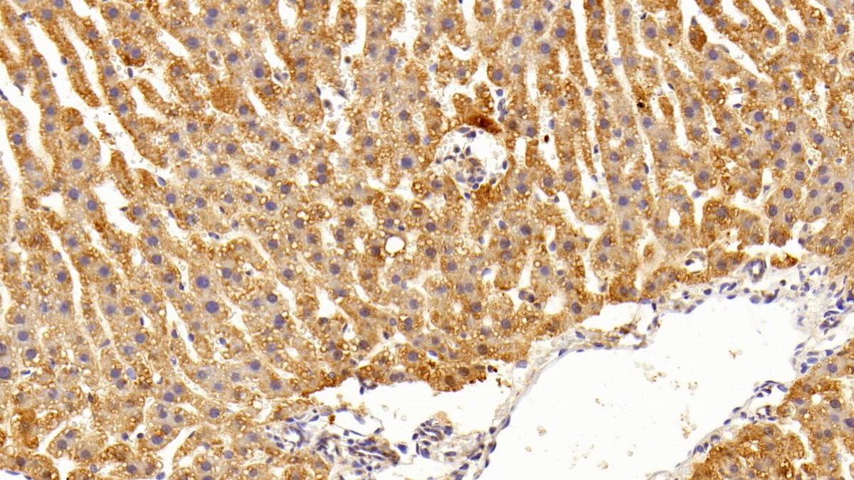 Polyclonal Antibody to Chemokine C-X-C-Motif Receptor 3 (CXCR3)