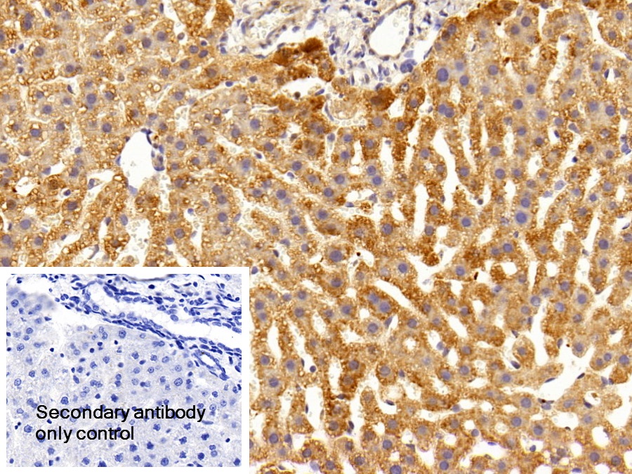 Polyclonal Antibody to Chemokine C-X-C-Motif Receptor 3 (CXCR3)