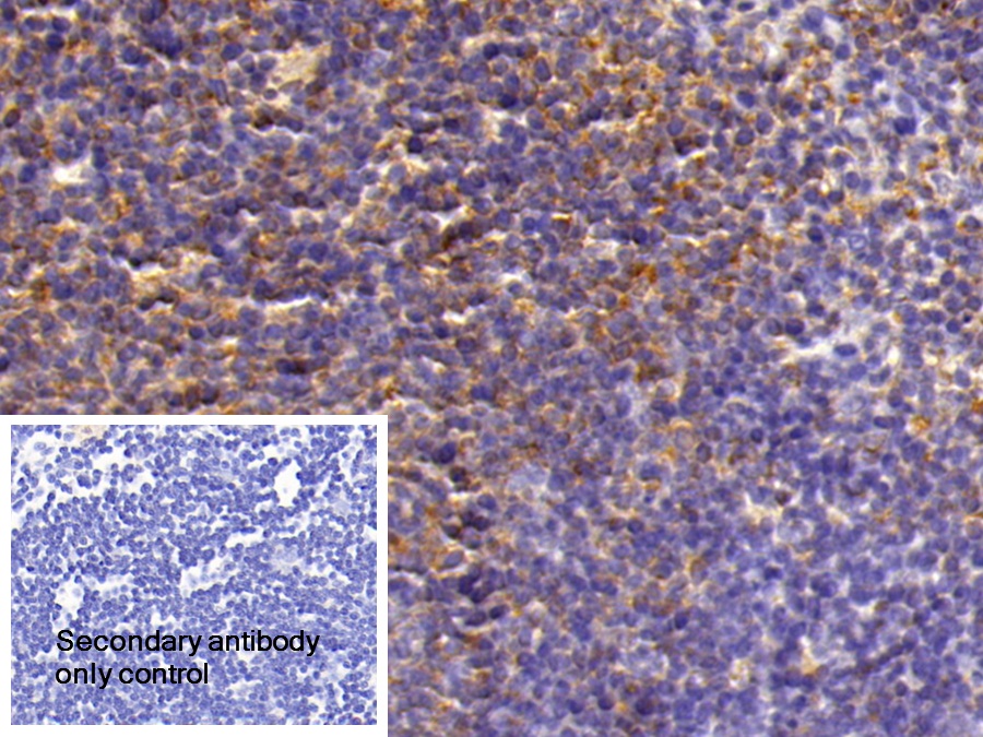 Polyclonal Antibody to Chemokine C-X-C-Motif Receptor 3 (CXCR3)