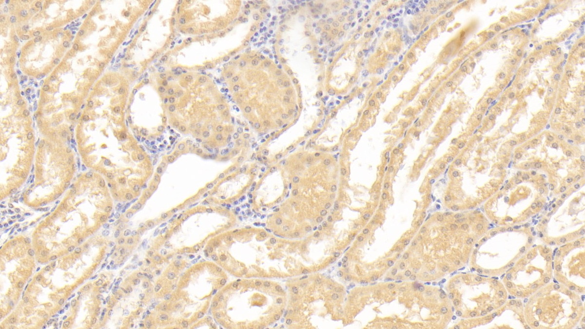 Polyclonal Antibody to Caspase 3 (CASP3)