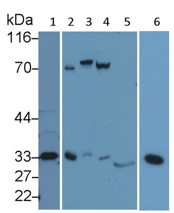 Polyclonal Antibody to Caspase 3 (CASP3)