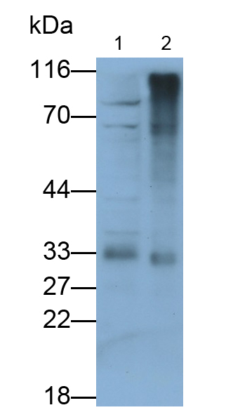 Polyclonal Antibody to Caspase 3 (CASP3)