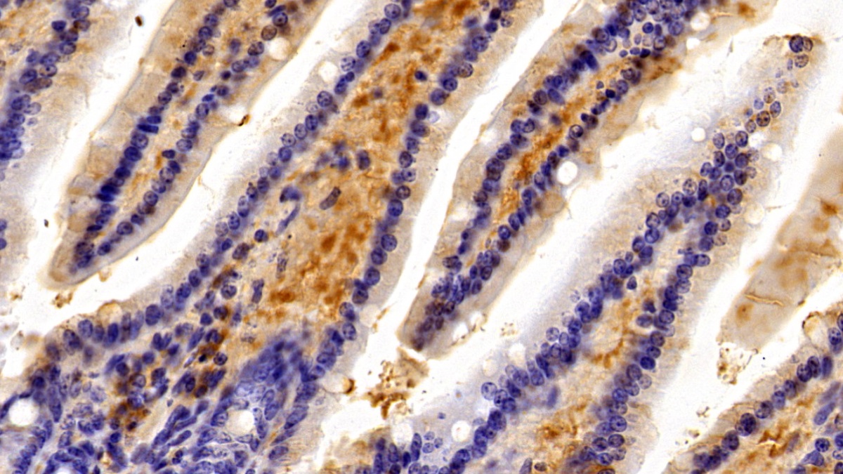 Polyclonal Antibody to Caspase 3 (CASP3)