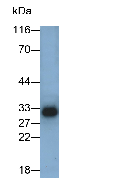 Polyclonal Antibody to Caspase 3 (CASP3)