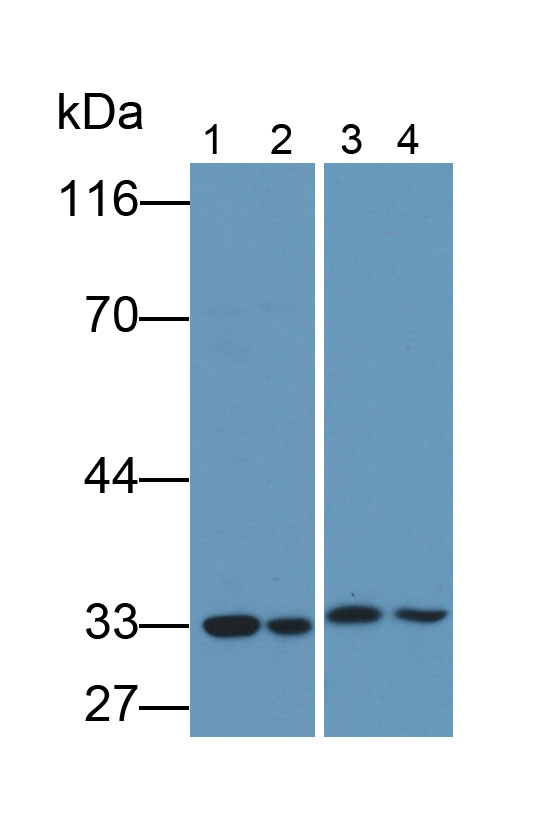 Polyclonal Antibody to Caspase 3 (CASP3)