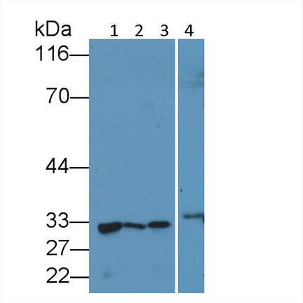 Polyclonal Antibody to Caspase 3 (CASP3)