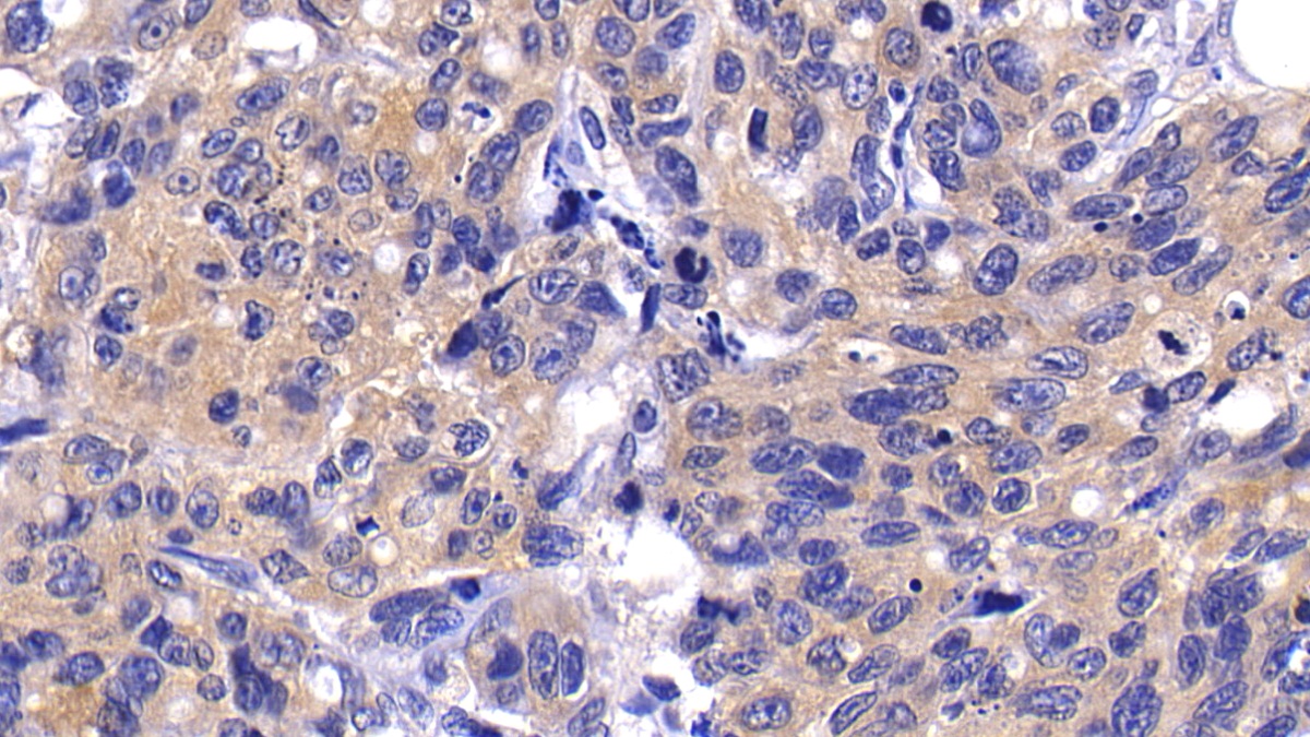 Polyclonal Antibody to Caspase 9 (CASP9)