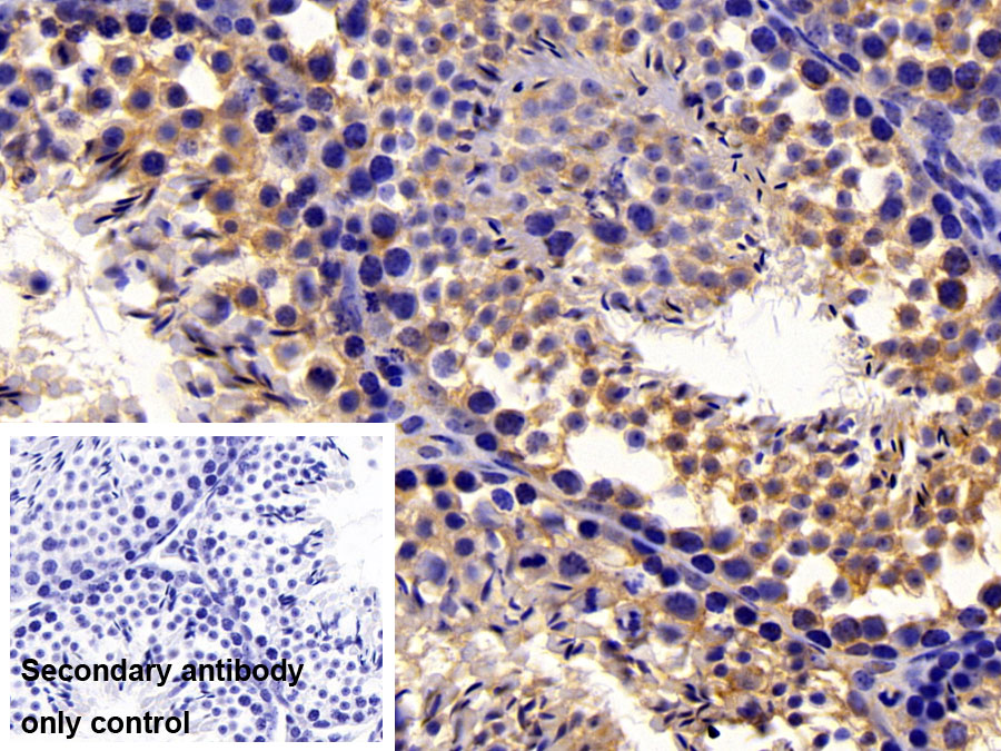 Polyclonal Antibody to Caspase 9 (CASP9)