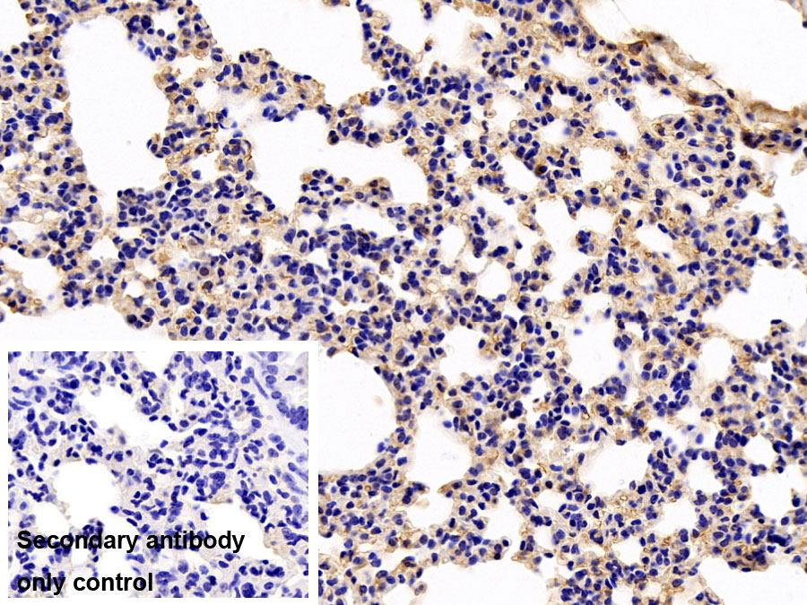 Polyclonal Antibody to Caspase 9 (CASP9)