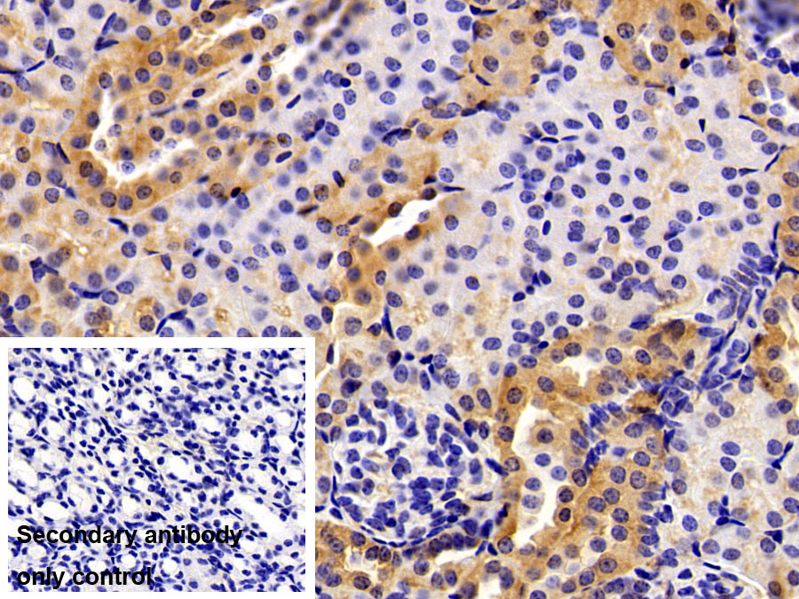 Polyclonal Antibody to Caspase 9 (CASP9)