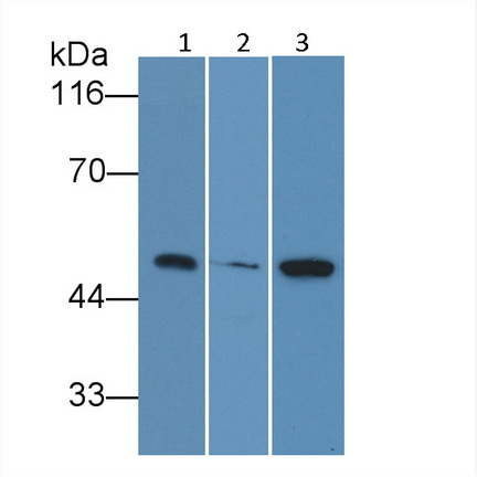 Polyclonal Antibody to Caspase 9 (CASP9)