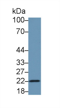 Polyclonal Antibody to BH3 Interacting Domain Death Agonist (Bid)