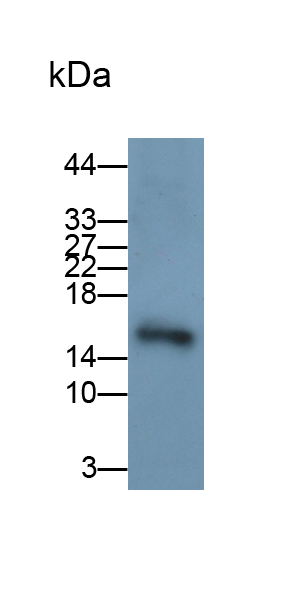 Polyclonal Antibody to Midkine (MK)