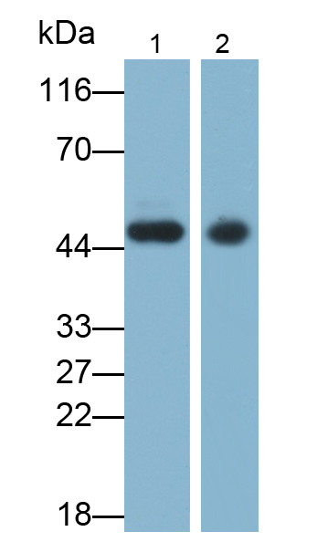 Polyclonal Antibody to Pepsin (PP)